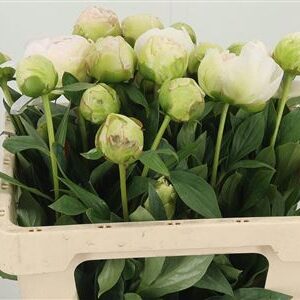 359900428_434647522_H_1 Paeonia Puffed Cotton