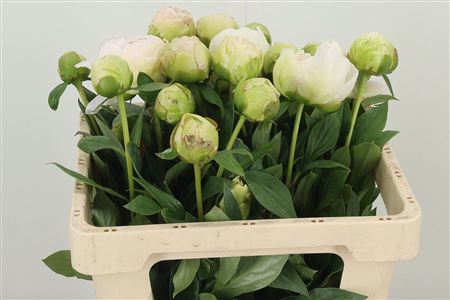 359900428_434647522_H_1 Paeonia Puffed Cotton
