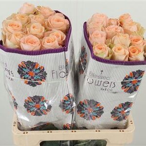 Limonium Sin Tiffany Diamond