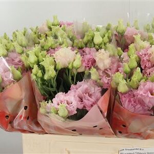 359902694_434651852_H_1-2 Eustoma Celeb Ice farbená