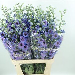 359907605_434659551_H_1-1 Delphinium Skyfall sýtomodrej farby