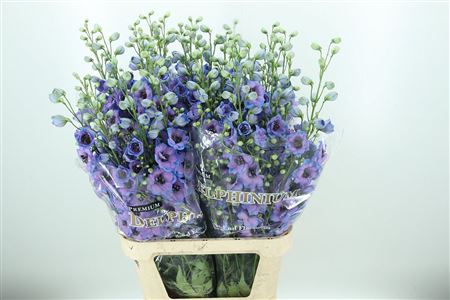 359907605_434659551_H_1-1 Delphinium Skyfall sýtomodrej farby
