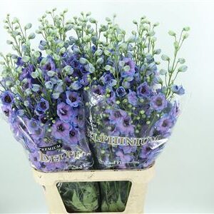 359907605_434659551_H_1-3 Delphinium Skyfall sýtomodrej farby
