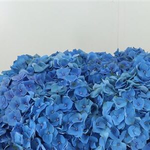 359908509_434661564_H_1-2 Hortenzia M Bela Blue