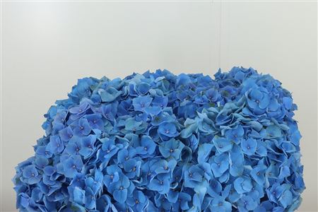 359908509_434661564_H_1-2 Hortenzia M Bela Blue