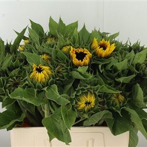 359909672_434663595_H_1-1 Slnečnica Sunrich Orange 80 cm