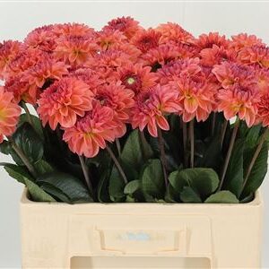 359949007_434705863_H_1-1 Dahlia Chanel Salmon