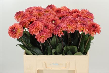359949007_434705863_H_1-1 Dahlia Chanel Salmon