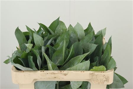 359949191_434706483_H_1-1 Dec Potlood Blad zeleň s jemnými listami
