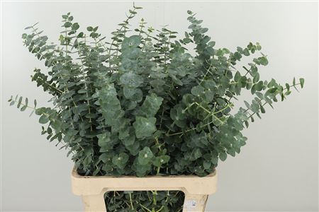 Eukalyptus Baby Blue s modrozelenými listami