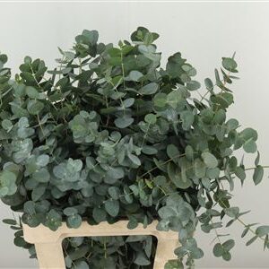 359949771_434707473_H_1-3 Eucalyptus Cinerea 50 cm