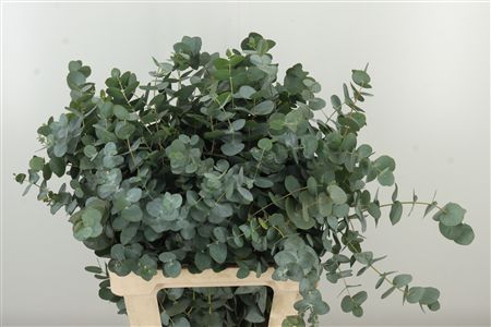359949771_434707473_H_1-3 Eucalyptus Cinerea 50 cm