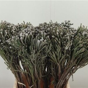 359949774_434707478_H_1-3 Kaaps Silver Brunia