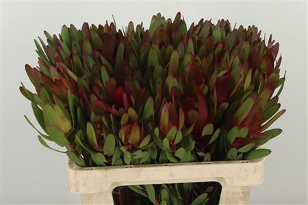 Leucadendron Safari Sunset