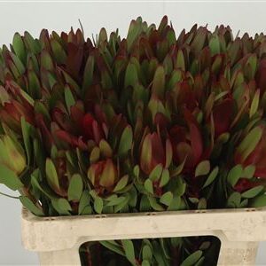 Leucadendron Safari Sunset
