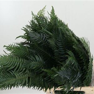 359949781_434707491_H_1-3 Zwaardvaren 55 cm