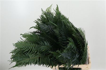 359949781_434707491_H_1-3 Zwaardvaren 55 cm