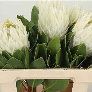 359949782_434707502_H_1-4 Protea Cynaroides Artic Ice rezaný kvet