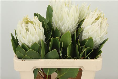 359949782_434707502_H_1-4 Protea Cynaroides Artic Ice rezaný kvet