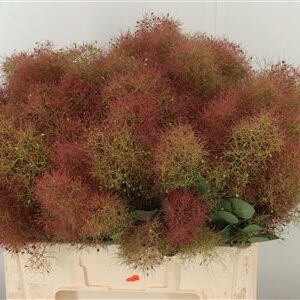 359952025_434710055_H_1-1 Dymovník Smoke Bush s jemnými pernatými súkvetiami