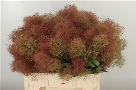 359952025_434710055_H_1-1 Dymovník Smoke Bush s jemnými pernatými súkvetiami