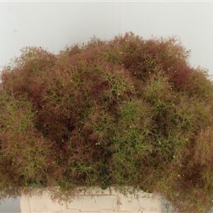 359952128_434710159_H_1-1 Dymovník Smoke Bush s jemnými pernatými súkvetiami