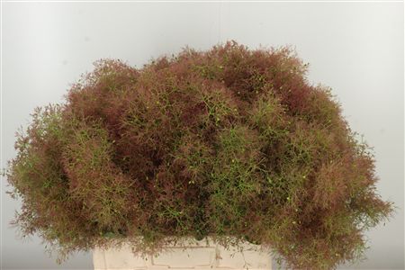 359952128_434710159_H_1-1 Dymovník Smoke Bush s jemnými pernatými súkvetiami