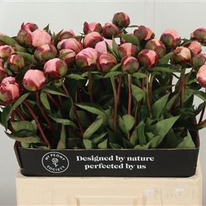 359952311_434710590_H_1-2 Paeonia Nick Shaylor