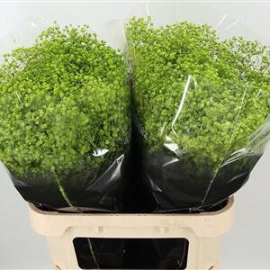 359952597_434711053_H_1-5 Gypsophila Dyed Xlence Cerise 80 cm sýto ružová