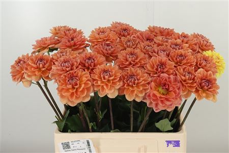 359952722_434711276_H_1-1 Dahlia Yelno Harmony
