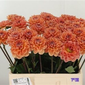 359952722_434711276_H_1 Dahlia Yelno Harmony