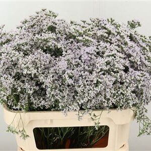 359952870_434711579_H_1-2 Limonium White Neto