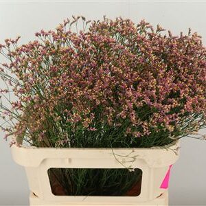 359952872_434711585_H_1-3 Limonium Sin Naomi Diamond s bielymi drobnými kvietkami