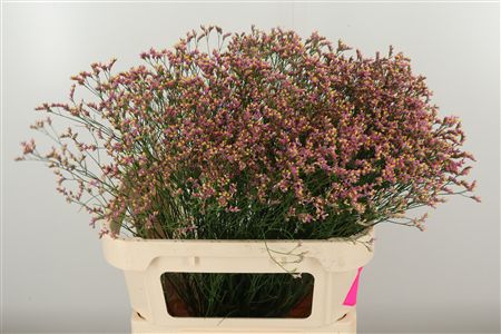 359952872_434711585_H_1-3 Limonium Sin Naomi Diamond s bielymi drobnými kvietkami
