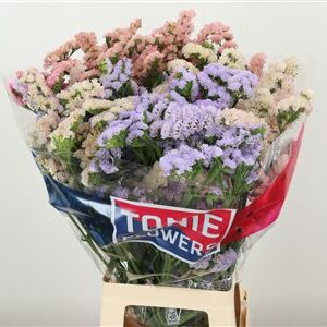 359952875_434711590_H_1-3 Limonium Sky Wings 80 cm