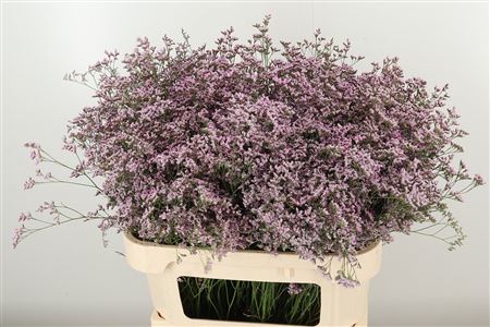 359952876_434711595_H_1-4 Limonium Saf Oshi Pink
