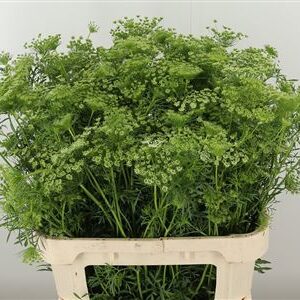 359952878_434711602_H_1-1 Ammi Majus Fine White 70 cm rezaný kvet