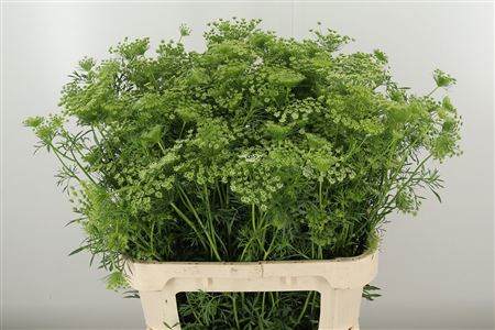 359952878_434711602_H_1-1 Ammi Majus Fine White 70 cm rezaný kvet