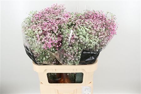 359952908_434711644_H_1-2 Gypsophila Pa Xlence 60 cm