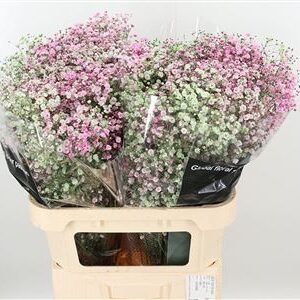 359952908_434711644_H_1-5 Gypsophila Pa Xlence 60 cm