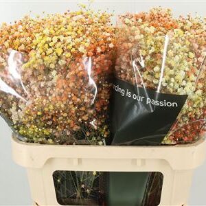 359952934_434711670_H_1-2 Gypsophila Pa Xlence 60 cm