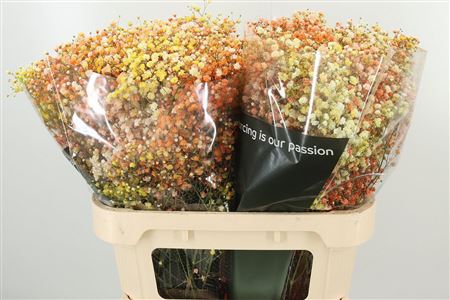 359952934_434711670_H_1-2 Gypsophila Pa Xlence 60 cm