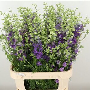 359953014_434711784_H_1-2 Delphinium Violet Lilac 90 cm