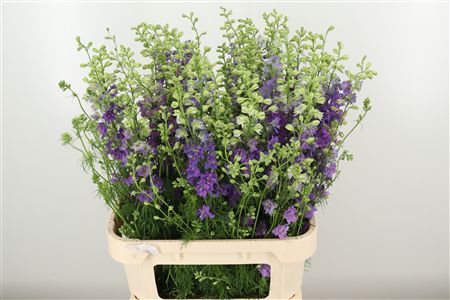 Delphinium Violet Lilac 90 cm