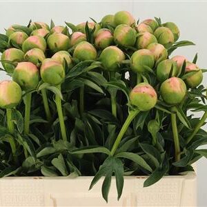 359953138_434711991_H_1-2 Paeonia Kingsday