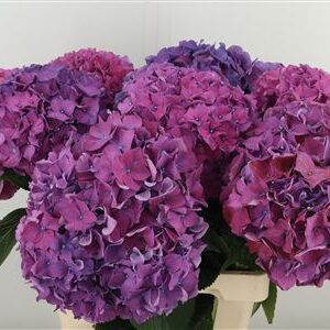 359953146_434712031_H_1-2 Hortenzia M Rodeo Purple