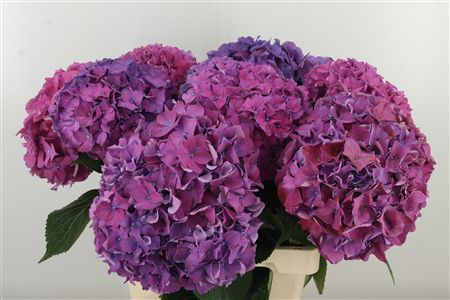 Hortenzia M Rodeo Purple