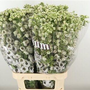 Delphinium El Dewi Pink Spijker 80 cm