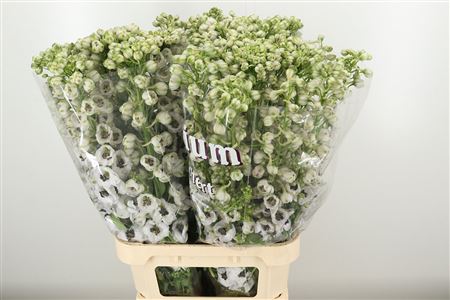359953218_434712148_H_1-1 Delphinium El Dewi Pink Spijker 80 cm