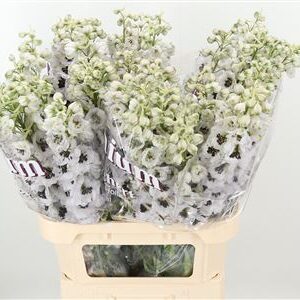 359953218_434712148_H_1-4 Delphinium El Dewi Pink Spijker 80 cm